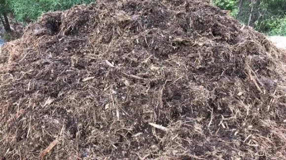 Forest Mulch Forest Mulch